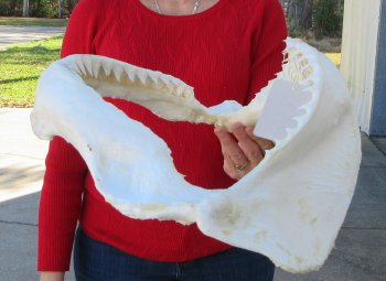 17 inch Bull shark jaw (Carcharhinus leucas) for sale - $225