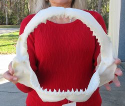 12 inch Bull shark jaw (Carcharhinus leucas) for sale - $120 