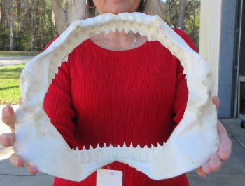 12 inch Bull shark jaw (Carcharhinus leucas) for sale - $120 
