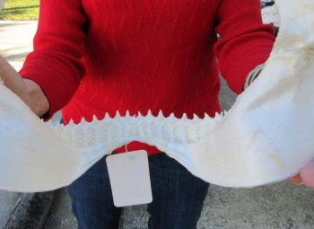 12 inch Bull shark jaw (Carcharhinus leucas) for sale - $120 