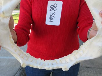 12 inch Bull shark jaw (Carcharhinus leucas) for sale - $120 