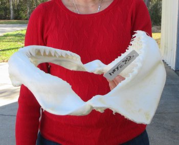 12 inch Bull shark jaw (Carcharhinus leucas) for sale - $120 