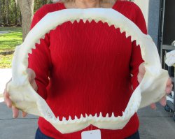 15 inch Bull shark ...