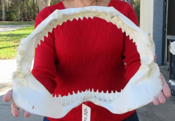 15 inch Bull shark jaw (Carcharhinus leucas) for sale - $185