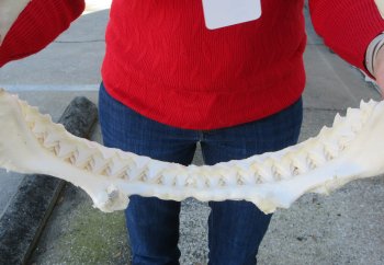 15 inch Bull shark jaw (Carcharhinus leucas) for sale - $185