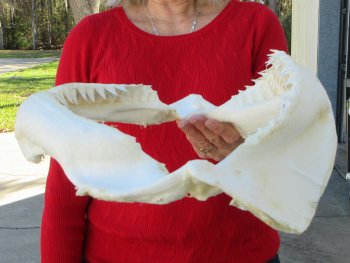 15 inch Bull shark jaw (Carcharhinus leucas) for sale - $185