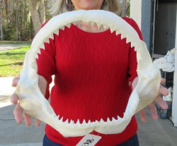 14-1/2 inch Bull sh...