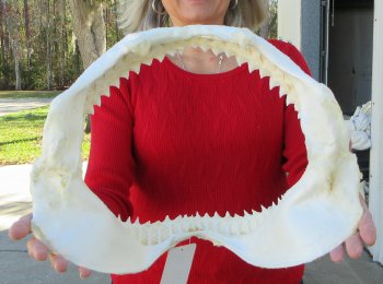 14-1/2 inch Bull shark jaw (Carcharhinus leucas) for sale - $170