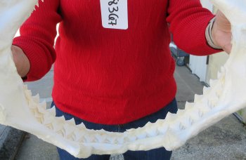 14-1/2 inch Bull shark jaw (Carcharhinus leucas) for sale - $170