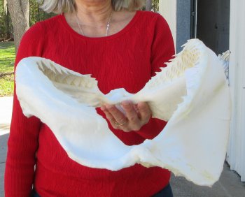 14-1/2 inch Bull shark jaw (Carcharhinus leucas) for sale - $170