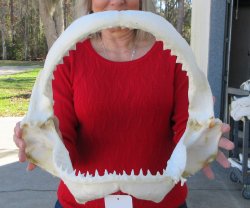 14-1/2 inch Bull sh...