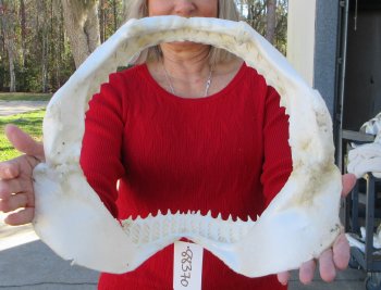 14-1/2 inch Bull shark jaw (Carcharhinus leucas) for sale - $155