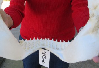 14-1/2 inch Bull shark jaw (Carcharhinus leucas) for sale - $155