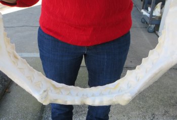 14-1/2 inch Bull shark jaw (Carcharhinus leucas) for sale - $155