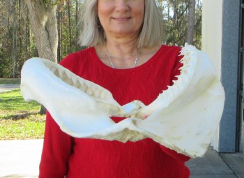 14-1/2 inch Bull shark jaw (Carcharhinus leucas) for sale - $155