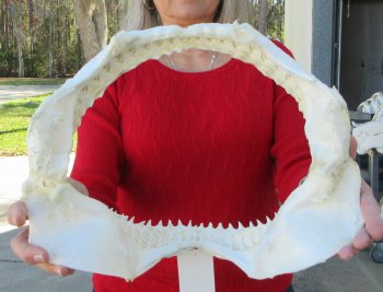 14 inch Bull shark jaw (Carcharhinus leucas) for sale - $155 