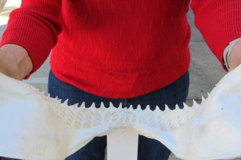 14 inch Bull shark jaw (Carcharhinus leucas) for sale - $155 