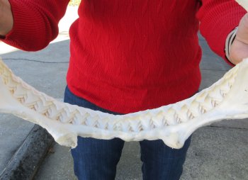 14 inch Bull shark jaw (Carcharhinus leucas) for sale - $155 