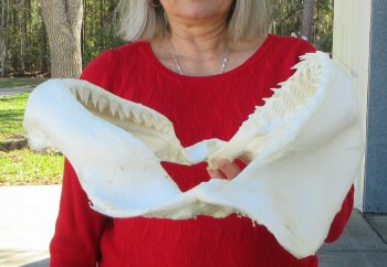 14 inch Bull shark jaw (Carcharhinus leucas) for sale - $155 