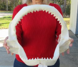 14 inch Bull shark ...