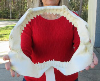 14 inch Bull shark jaw (Carcharhinus leucas) for sale - $170 