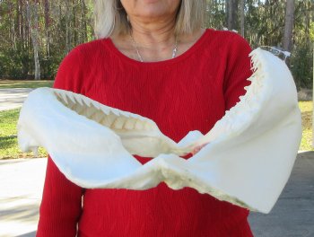 14 inch Bull shark jaw (Carcharhinus leucas) for sale - $170 