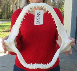 Blacktip Shark Jaw 14-1/2 inches wide - $165