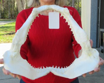 Blacktip Shark Jaw 14-1/2 inches wide - $165