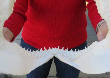 Blacktip Shark Jaw 14-1/2 inches wide - $165