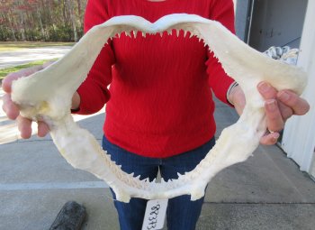 Blacktip Shark Jaw 14-1/2 inches wide - $165