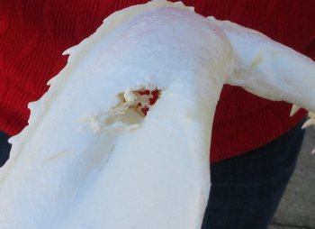 Blacktip Shark Jaw 14-1/2 inches wide - $165