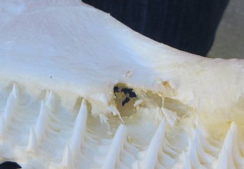 Blacktip Shark Jaw 14-1/2 inches wide - $165