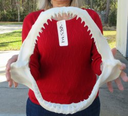 Blacktip Shark Jaw ...