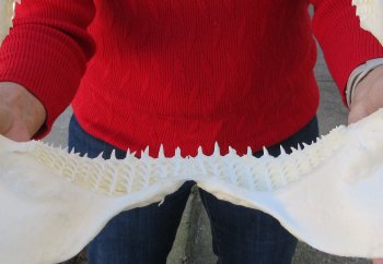 Blacktip Shark Jaw 14-1/2 inches wide - $165