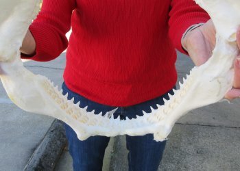Blacktip Shark Jaw 14-1/2 inches wide - $165