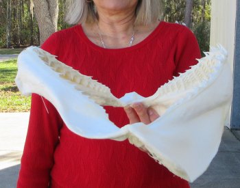 Blacktip Shark Jaw 14-1/2 inches wide - $165