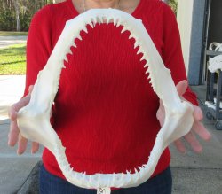 Blacktip Shark Jaw ...