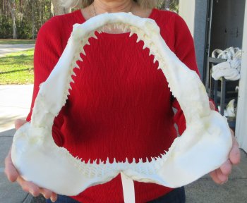 Blacktip Shark Jaw 13 inches wide - $140
