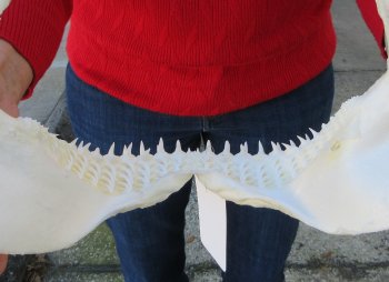 Blacktip Shark Jaw 13 inches wide - $140