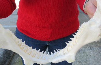 Blacktip Shark Jaw 13 inches wide - $140