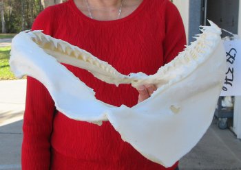 Blacktip Shark Jaw 13 inches wide - $140