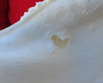 Blacktip Shark Jaw 13 inches wide - $140