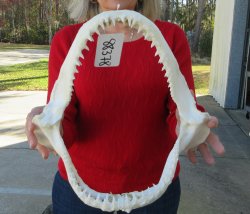 Blacktip Shark Jaw ...