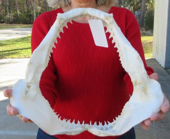 Blacktip Shark Jaw 12-1/2 inches wide - $115