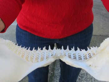 Blacktip Shark Jaw 12-1/2 inches wide - $115