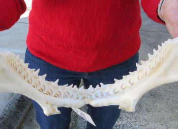 Blacktip Shark Jaw 12-1/2 inches wide - $115
