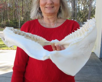 Blacktip Shark Jaw 12-1/2 inches wide - $115