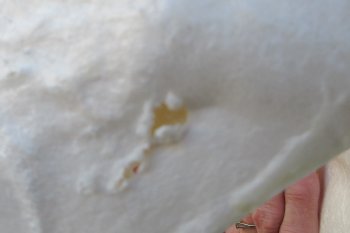 Blacktip Shark Jaw 12-1/2 inches wide - $115