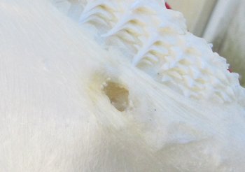 Blacktip Shark Jaw 12-1/2 inches wide - $115