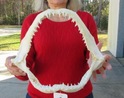 Blacktip Shark Jaw ...